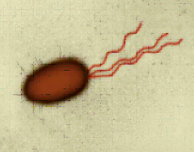 parts of flagella