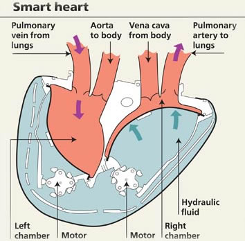 Heart diagram blood flow