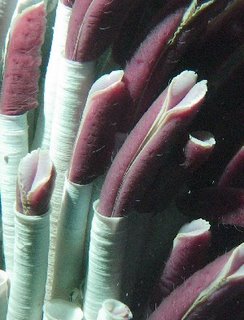 Deep Ocean Tubeworms