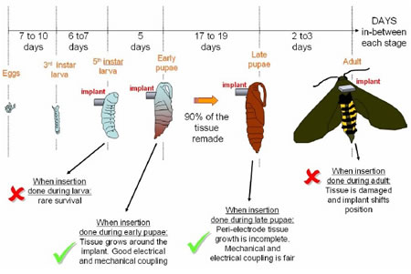 Pupal Stage