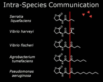 intraspecies-communication.jpg