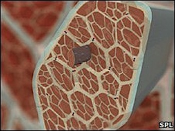 Artificial Muscle Fibers