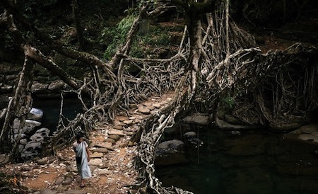 Living Tree Bridge